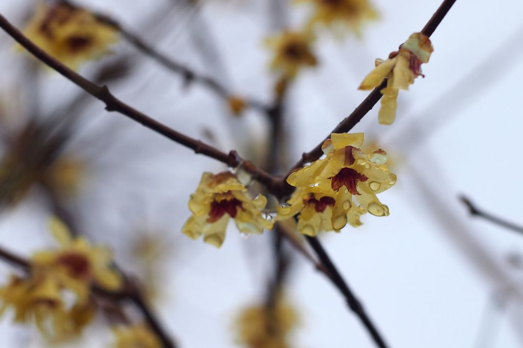 頬つたう銀の雫