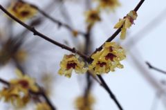 頬つたう銀の雫