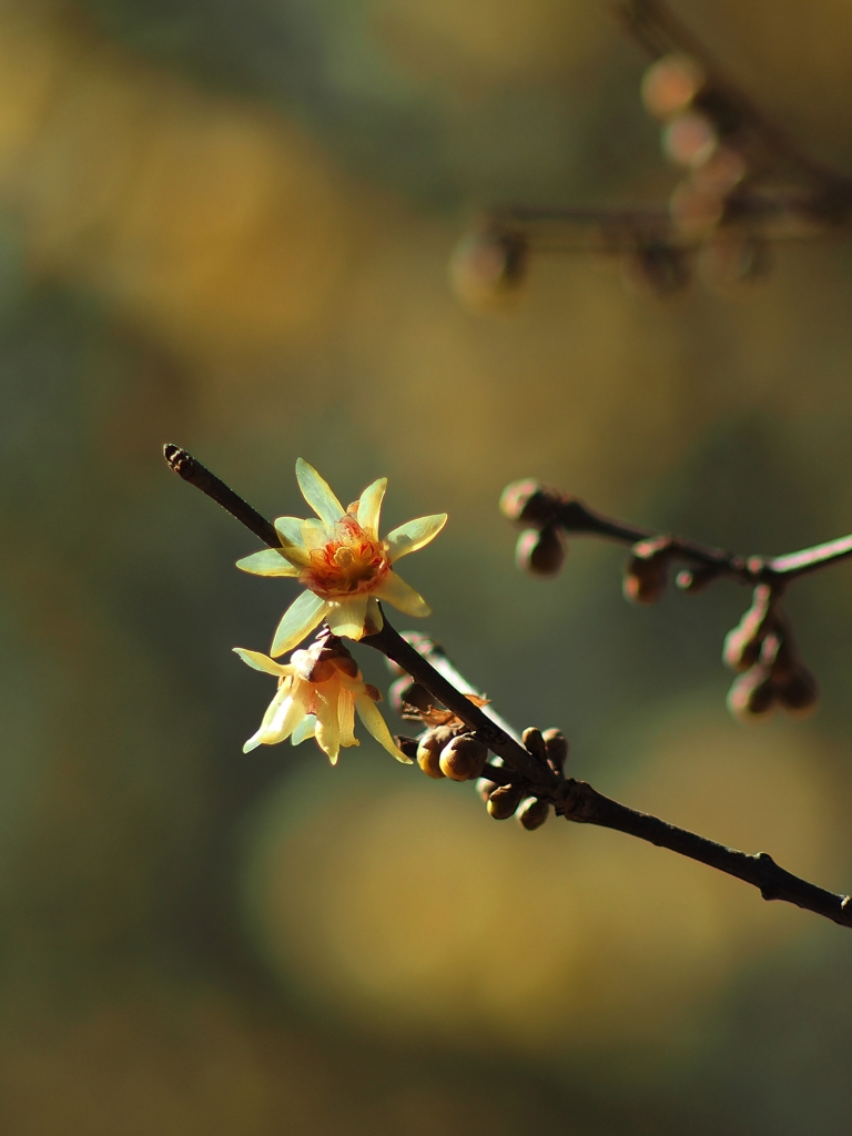 1月5日のロウバイ