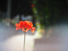 変態レンズパート２