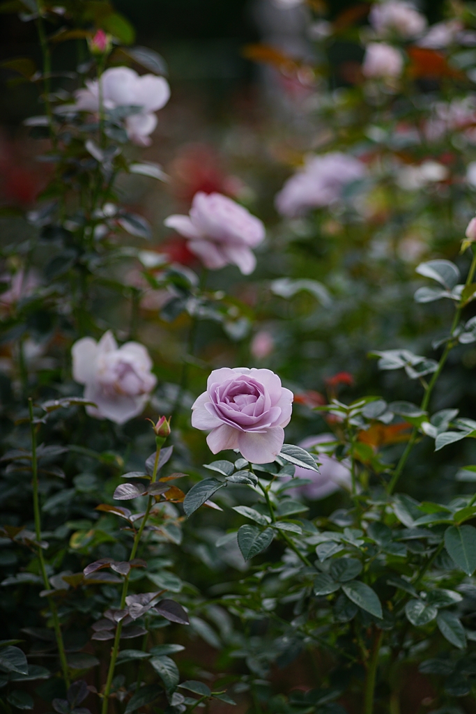 外出自粛さんの大好きな薔薇