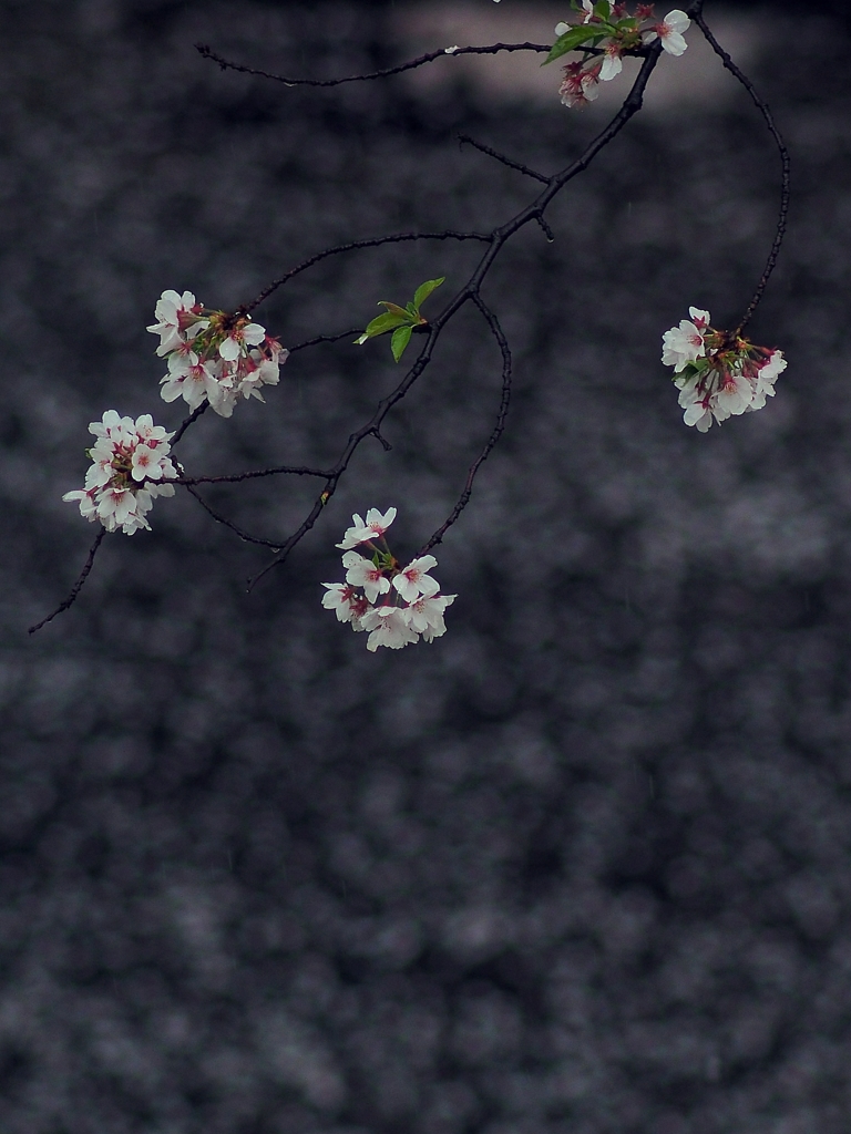 桜散り 目論みも散る