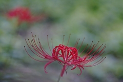 郷土の森 ハケの茶屋横