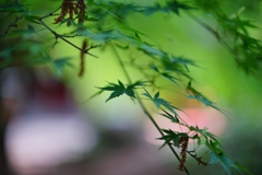 蕎麦屋の初夏