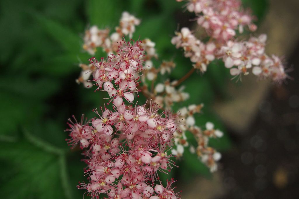 たおやかな風景