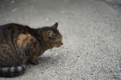 城山かたくりの里