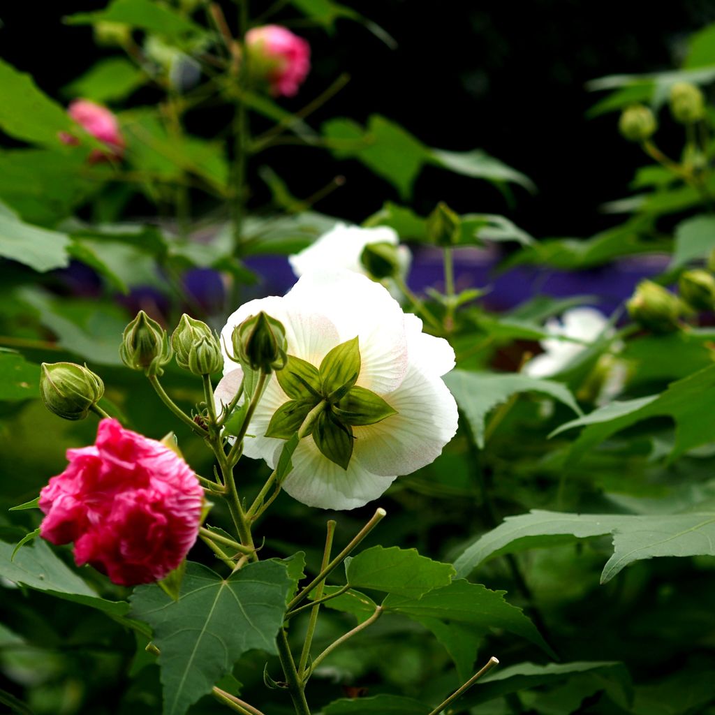泥酔とホロ酔い