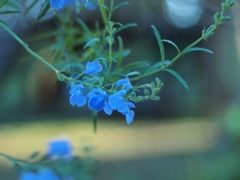 ある晴れた朝