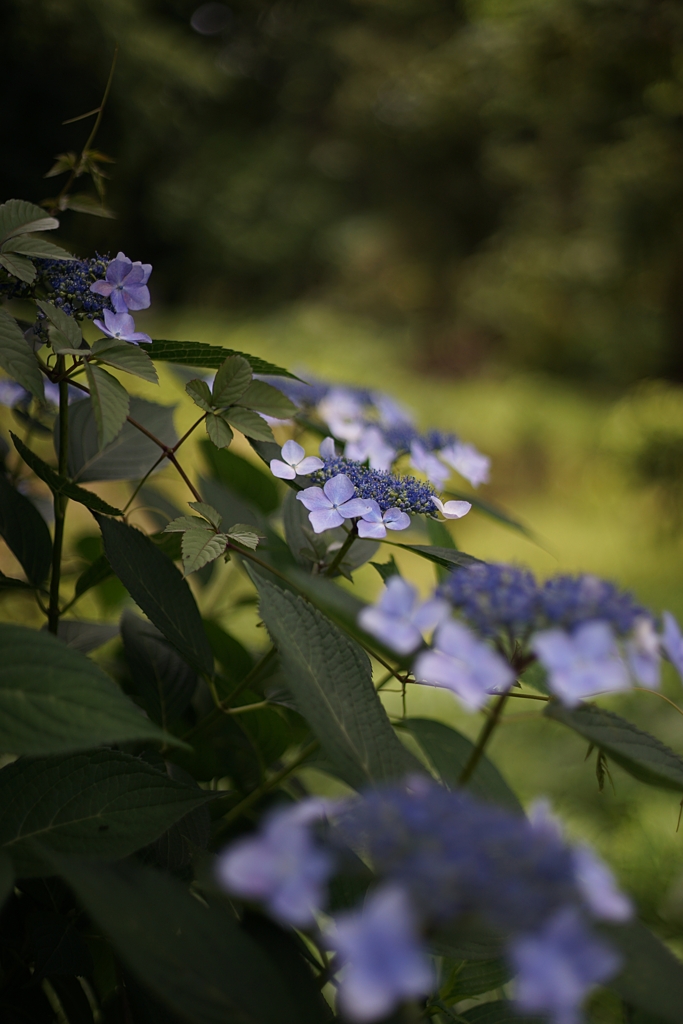EBC FUJINON 55mm f1.8