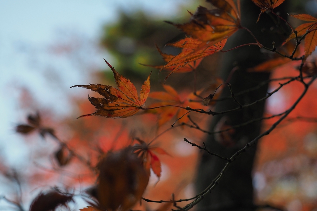 さぁ～冬が来るよ