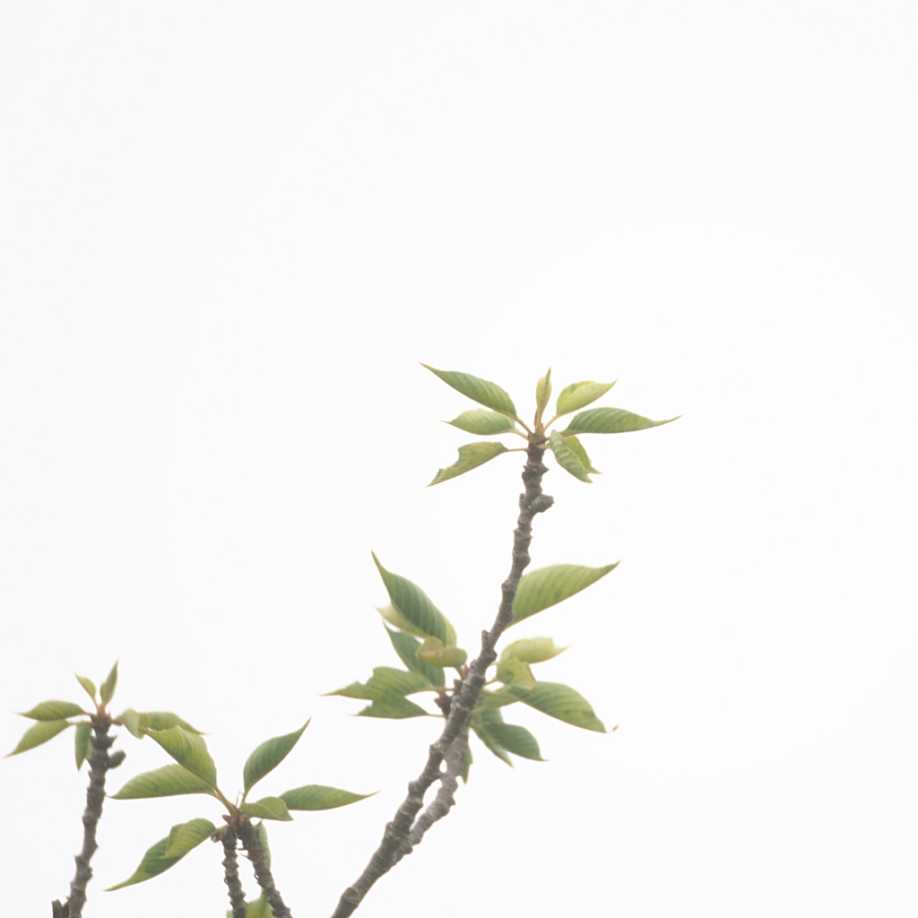 曇天条件下の400mmミラーレンズ実験