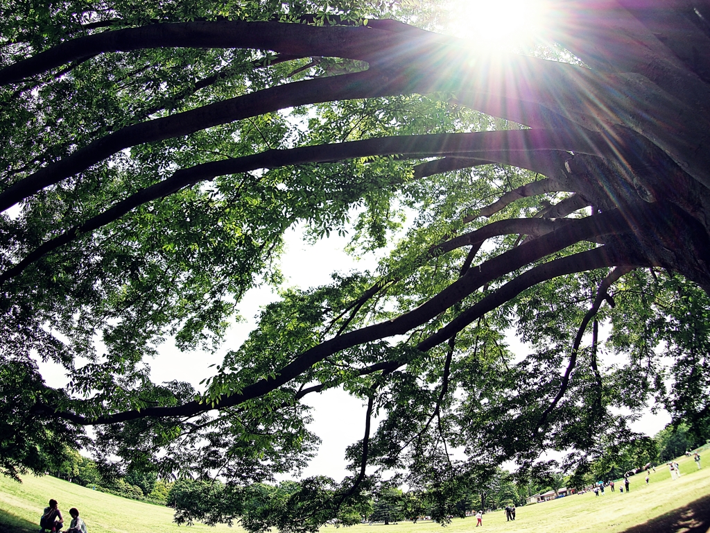 この樹 なんの樹 気になる樹 ♪