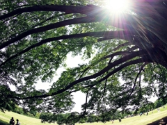 この樹 なんの樹 気になる樹 ♪