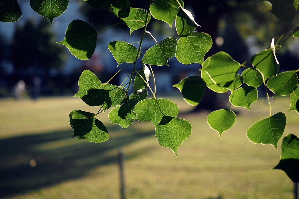 12～40mm F2.8　PENに装着してみた②