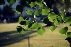 12～40mm F2.8　PENに装着してみた②