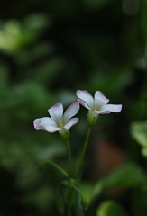 天使が降りてきそうなほど