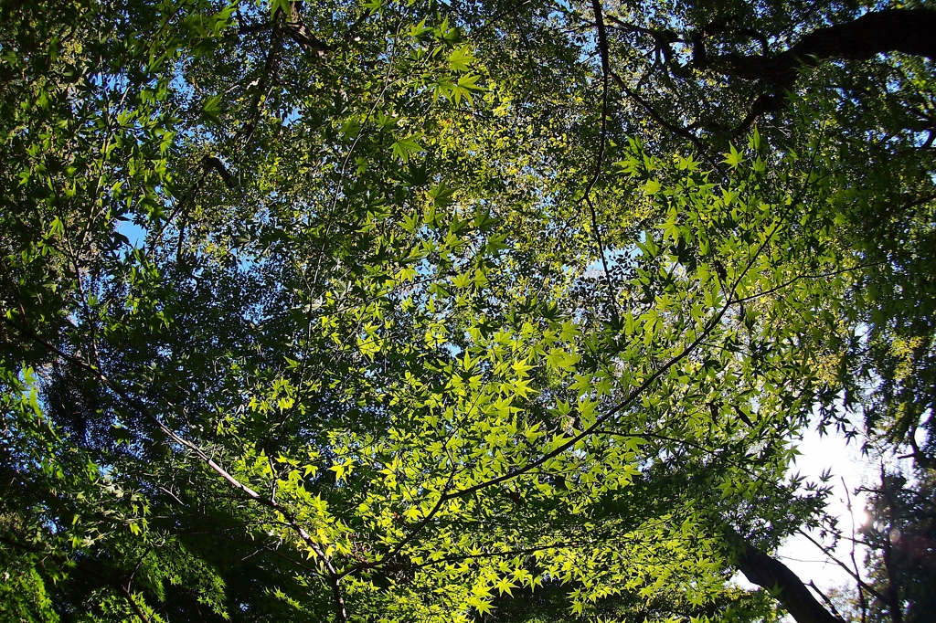 深大寺：玉乃屋前