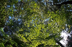 深大寺：玉乃屋前