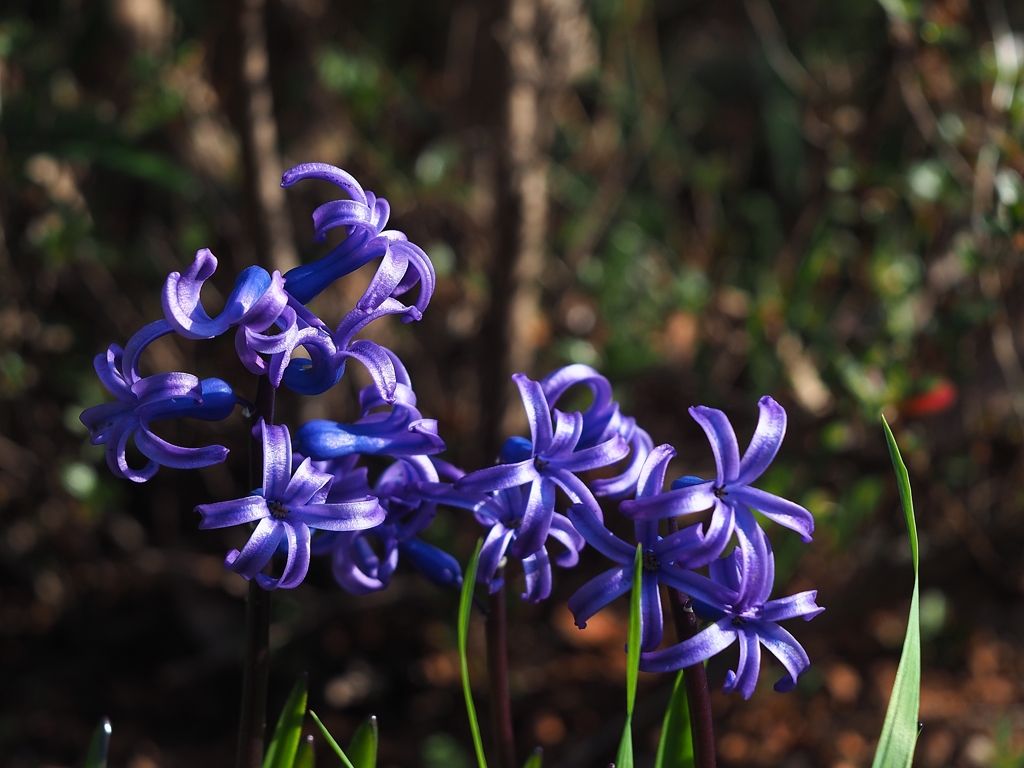 H. orientalis var. albulus