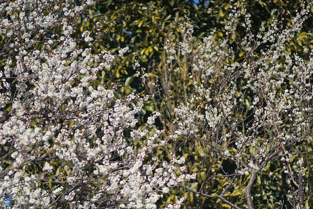 Jupitar 37A 135mm f3.5