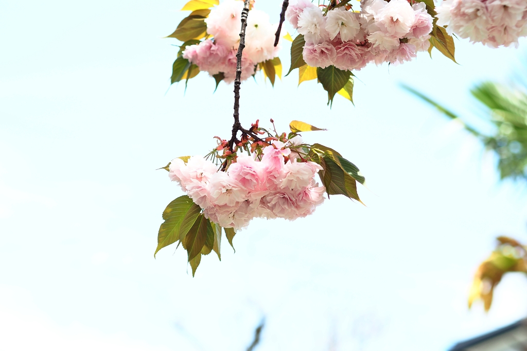 さくら Last Stage