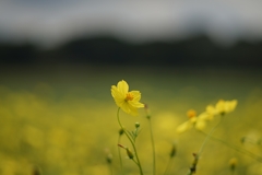 晩夏なのか？初秋なのか？