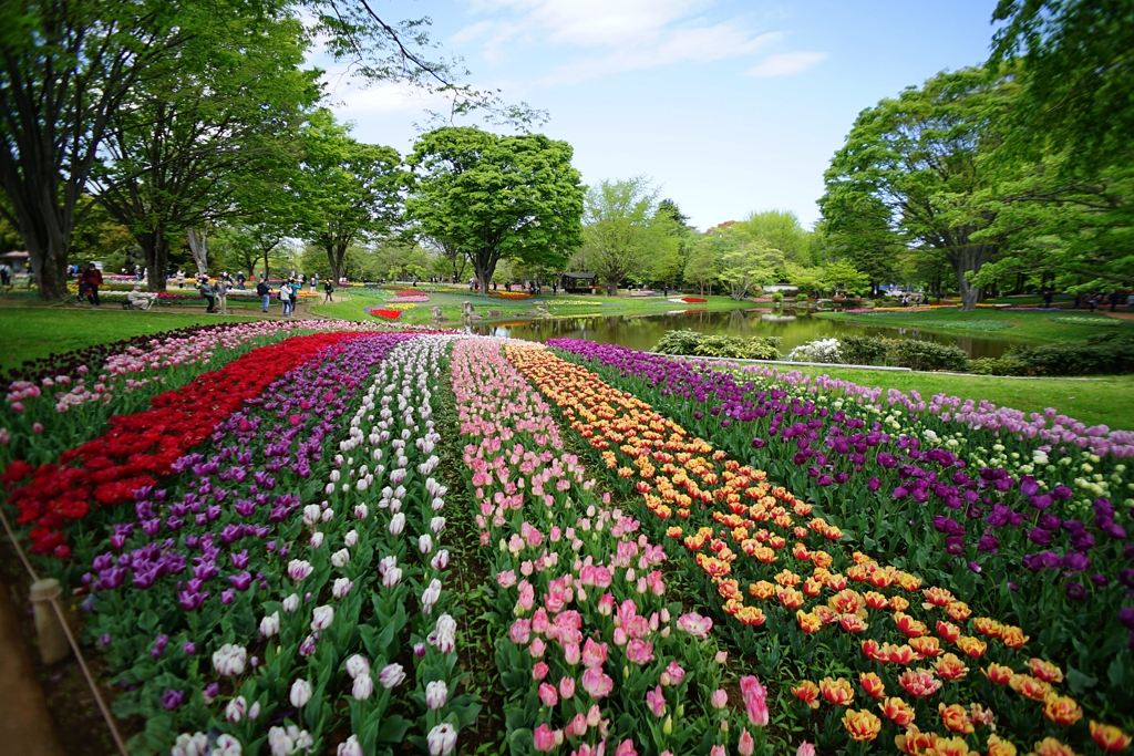 広角18㎜の昭和記念公園２