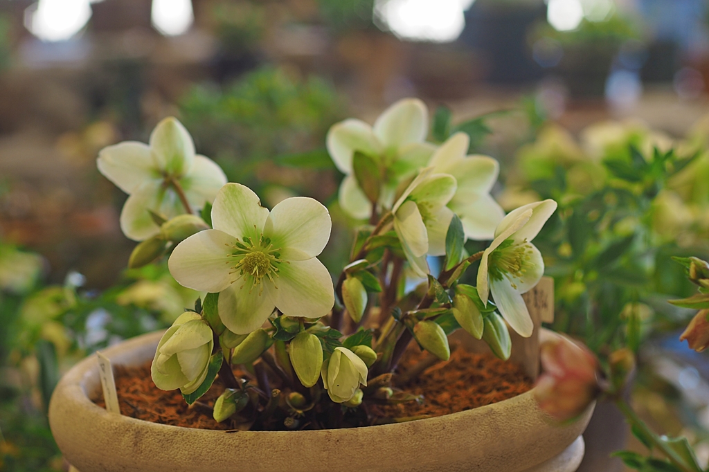 ストロボ撮影はご遠慮ください