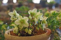 ストロボ撮影はご遠慮ください