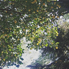 プレデターを探せ