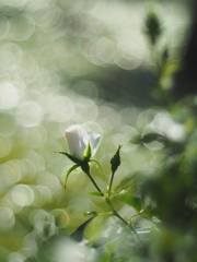 Super Takumar 55mm f1.8