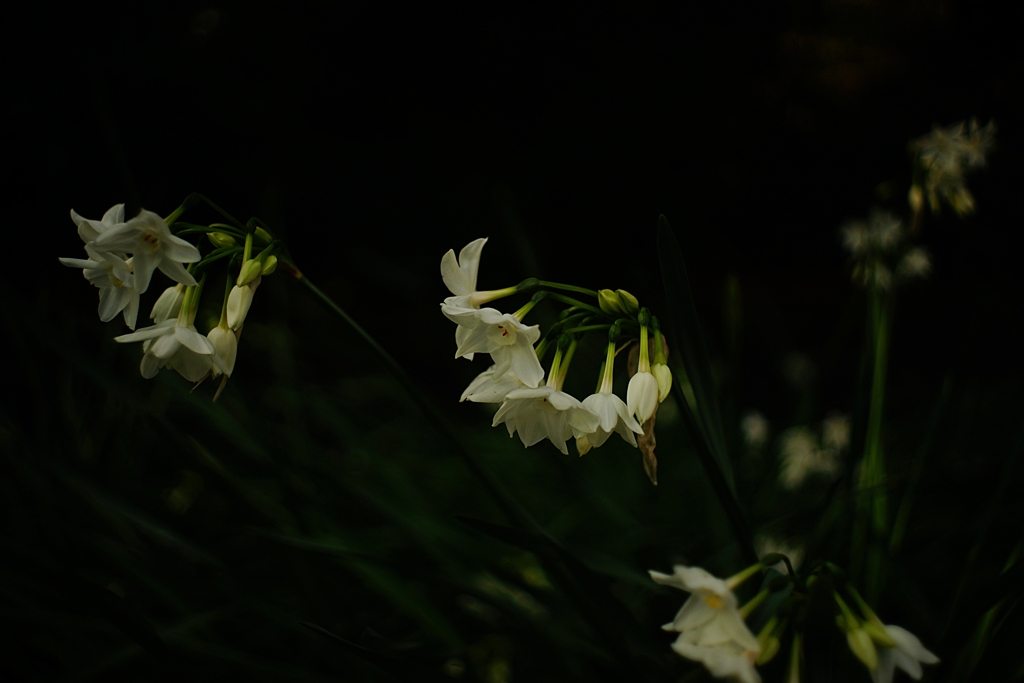 ペーパーホワイト 暗黒面