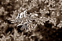 我が青春に悔いなし