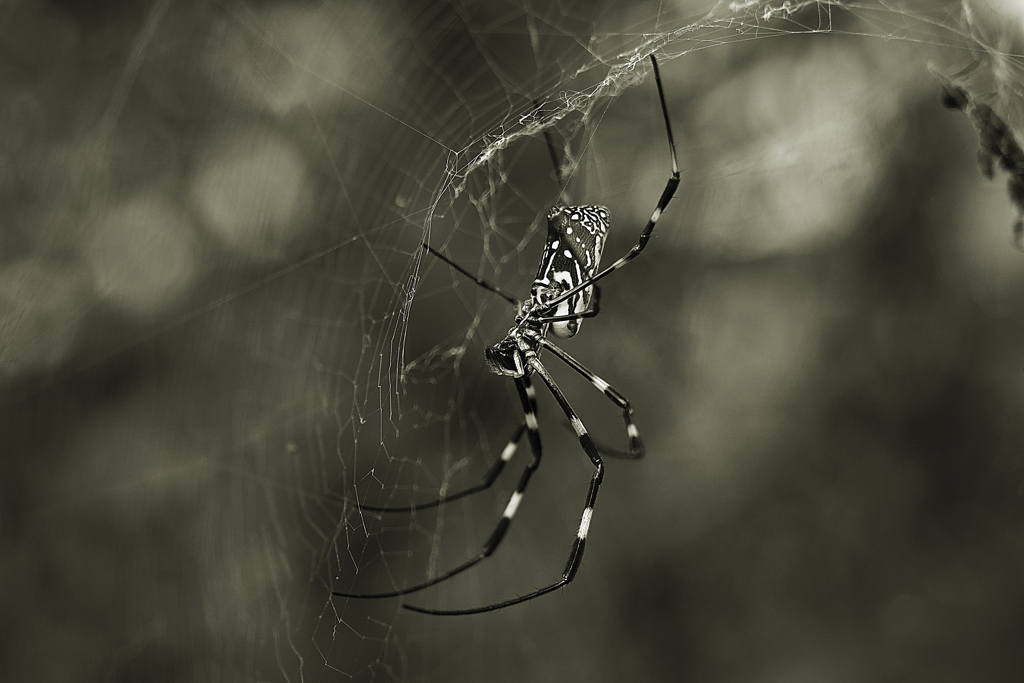 ㊟蜘蛛 ♂は喰われたのか？