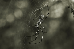 ㊟蜘蛛 ♂は喰われたのか？