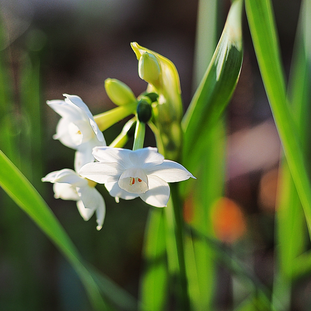 見かけないお方