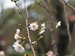 狂い咲きか？先祖返りか？