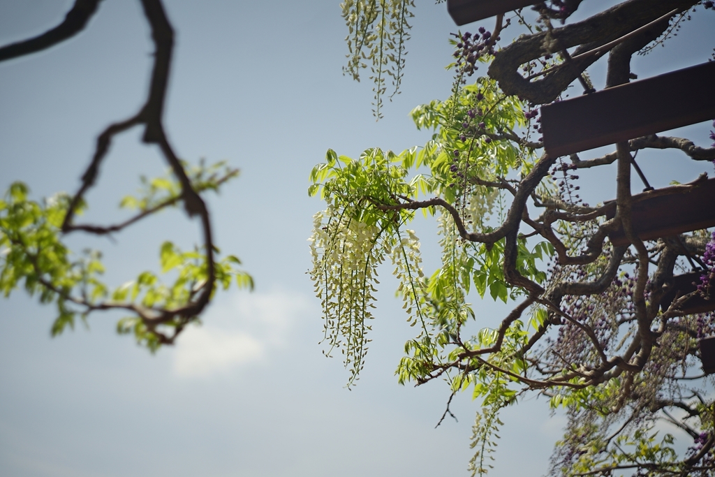 4月23日 神代の藤 開花状況