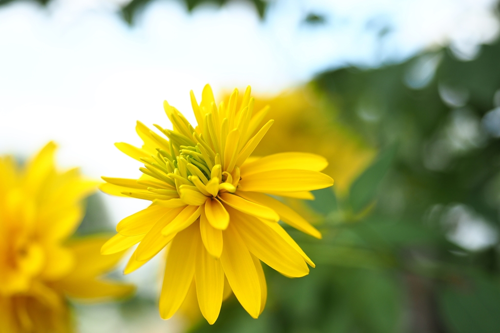 ヤエザキオオハンゴンソウ