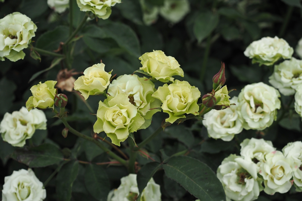 コールリーダーは美女に囲まれ