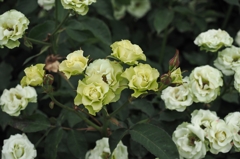 コールリーダーは美女に囲まれ