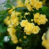 中国由来の薔薇２