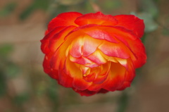 冬の尺玉「た~まや~♪」 冬の尺玉「た~まや~♪」