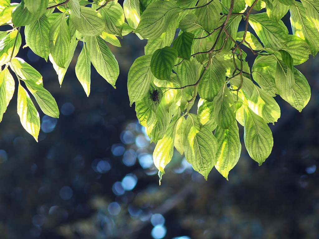 記念樹「第２のふるさとづくり」