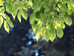 記念樹「第２のふるさとづくり」