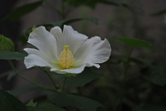 朝闇にWhat do you mean? 