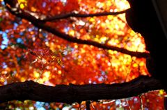 紅蓮菩薩