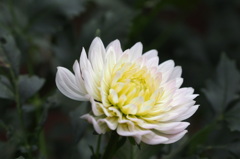 シュガーカット