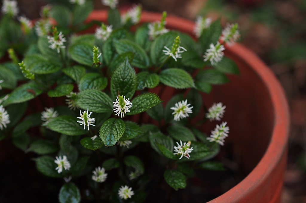 大隠は市に隠る