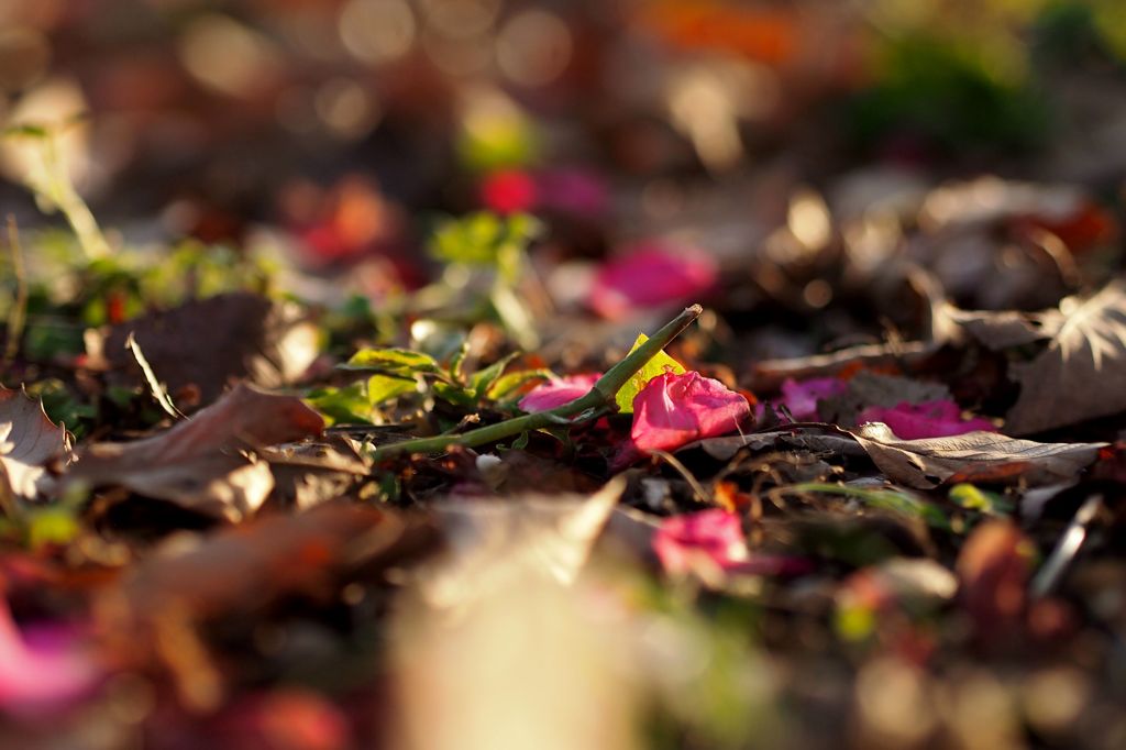 煩悩だらけの彼岸
